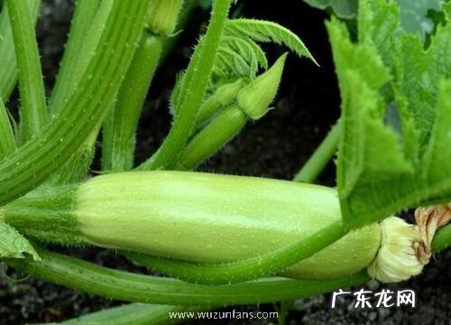 西葫芦喜阴还是喜阳