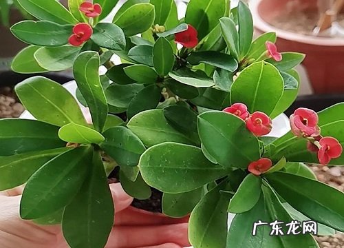 虎刺梅喜阴还是喜阳