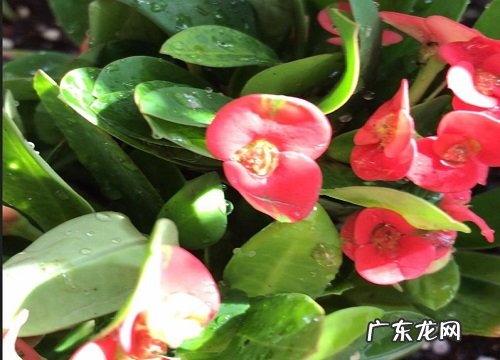 虎刺梅喜阴还是喜阳