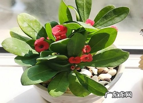 虎刺梅喜阴还是喜阳