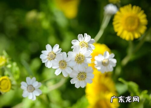 鱼腥草喜阴还是喜阳