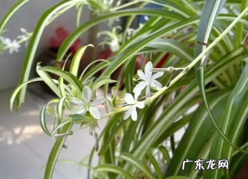 配方 吊兰土怎么配制 盆栽吊兰营养土配制方法