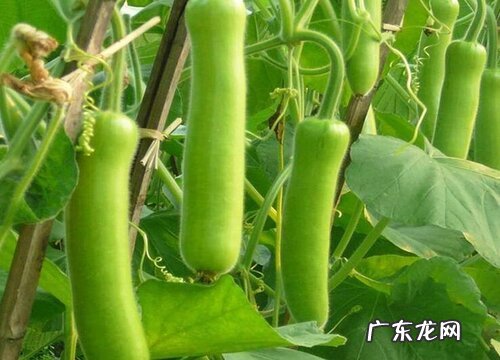 瓠瓜属于什么作物