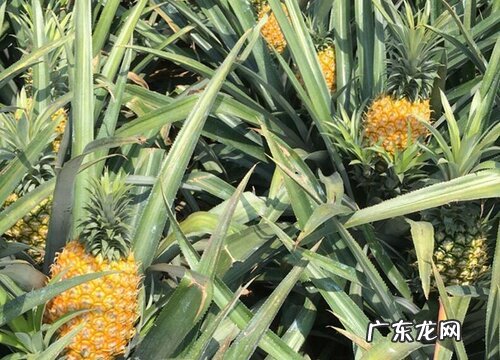 菠萝喜阴还是喜阳