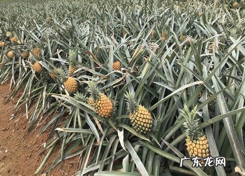 菠萝喜阴还是喜阳