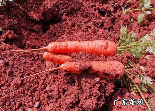 胡萝卜喜阴还是喜阳