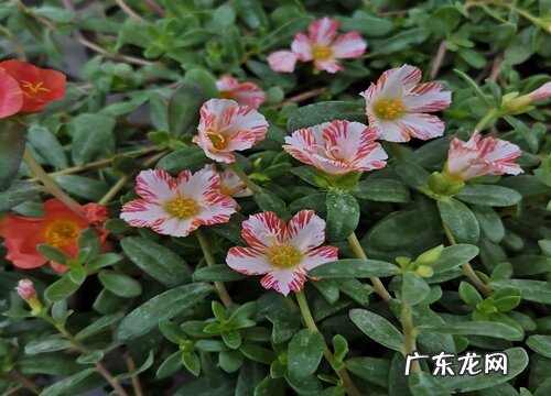 重瓣太阳花冬天开花吗