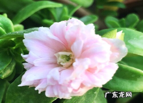 重瓣太阳花冬天开花吗