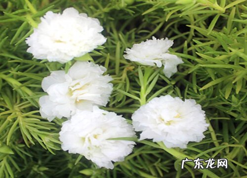 重瓣太阳花冬天开花吗