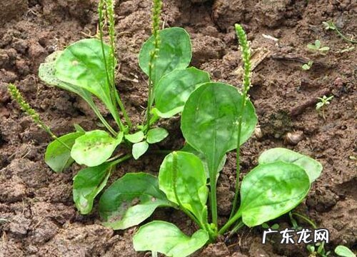 车前草喜阴还是喜阳