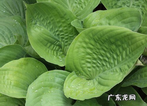 车前草喜阴还是喜阳