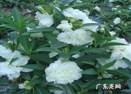 凤仙花喜阴还是喜阳