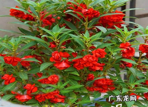 凤仙花喜阴还是喜阳