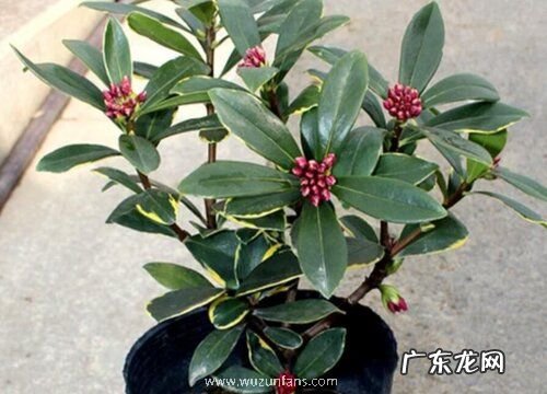 瑞香喜阴还是喜阳