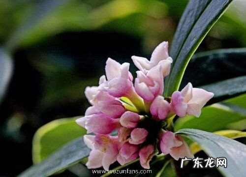 瑞香喜阴还是喜阳