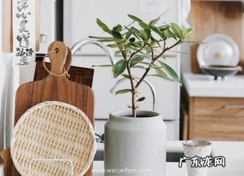 瑞香喜阴还是喜阳