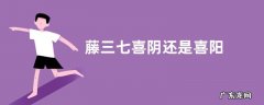 藤三七喜阴还是喜阳