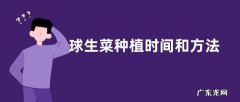 球生菜种植时间和方法