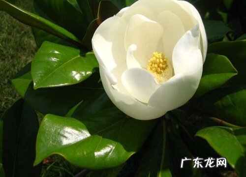 玉兰喜阴还是喜阳