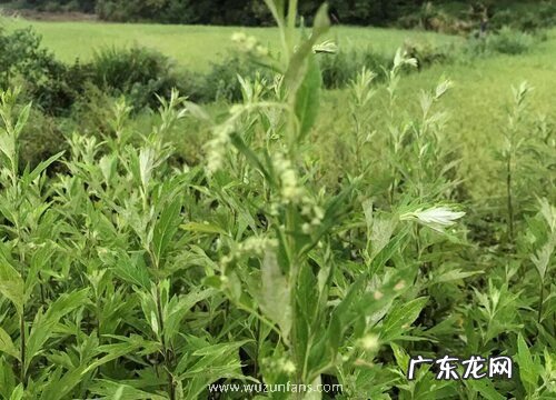 艾草喜阴还是喜阳