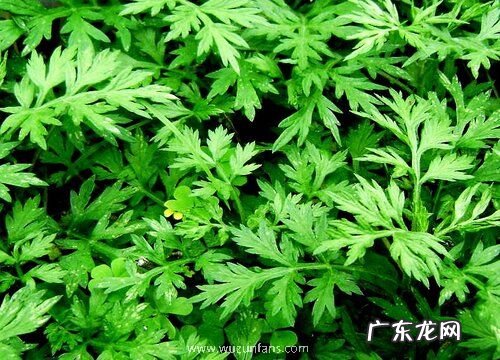 艾草喜阴还是喜阳