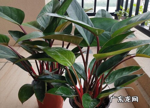 金钻喜阴还是喜阳