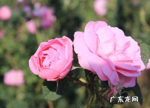 玫瑰施肥用什么肥料让花开得大 详解玫瑰花施肥方案