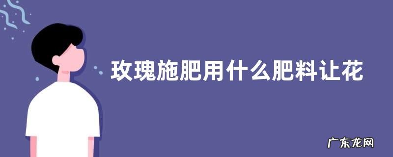 玫瑰施肥用什么肥料让花开得大 详解玫瑰花施肥方案