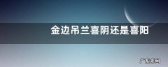 金边吊兰喜阴还是喜阳