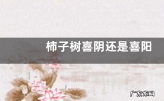柿子树喜阴还是喜阳