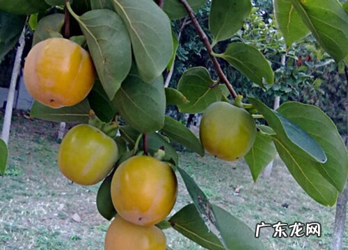 柿子树喜阴还是喜阳