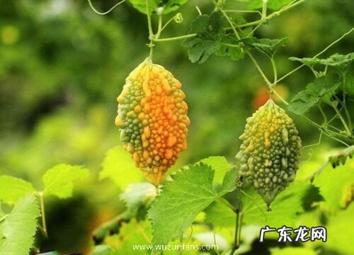 癞瓜是多年生还是一年生的植物
