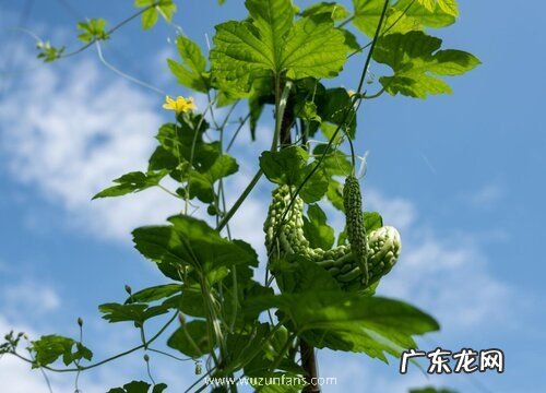 癞瓜是多年生还是一年生的植物