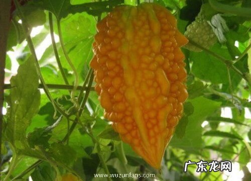 癞瓜是多年生还是一年生的植物