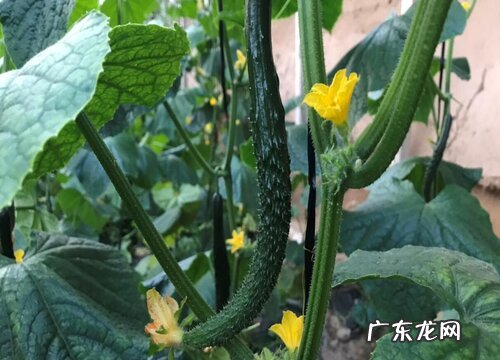 黄瓜喜阴还是喜阳