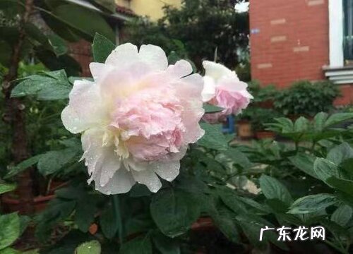 芍药喜阴还是喜阳