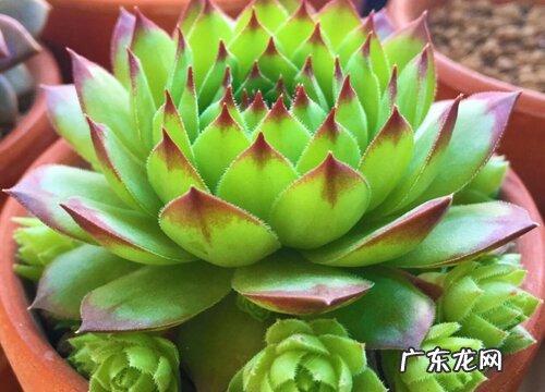 观音莲喜阴还是喜阳