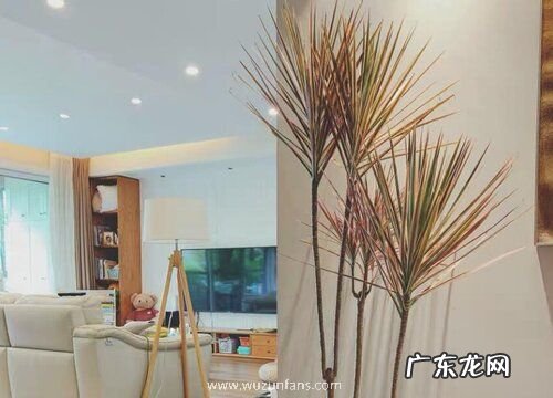 千年木喜阴还是喜阳