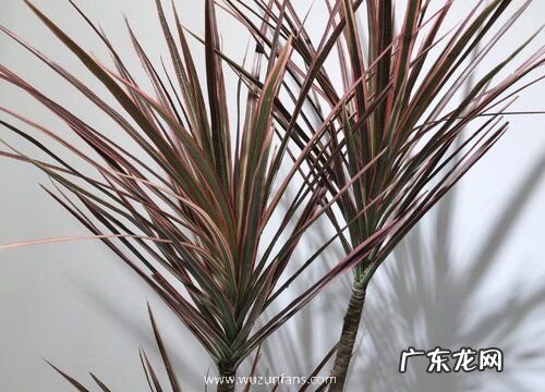 千年木喜阴还是喜阳