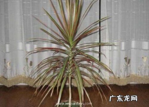 千年木喜阴还是喜阳