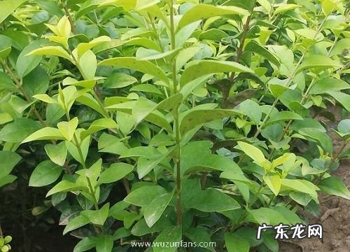 金叶女贞喜阴还是喜阳