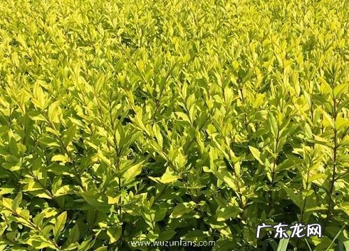 金叶女贞喜阴还是喜阳