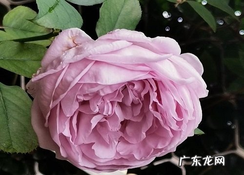 啬微花喜阴还是喜阳