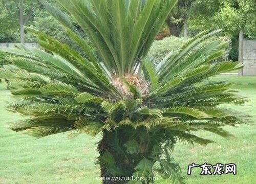 苏铁喜阴还是喜阳