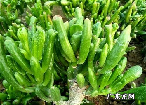 吸财树喜阴还是喜阳