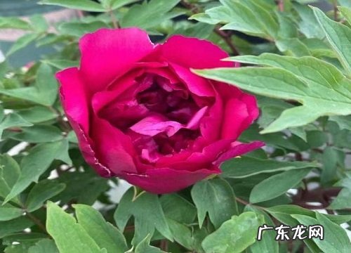 牡丹花喜水吗 属于喜水植物吗