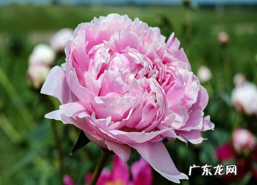 牡丹花喜水吗 属于喜水植物吗