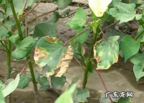 棉花叶片发黄原因和处理方法