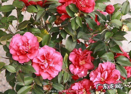 茶梅花施什么肥最好