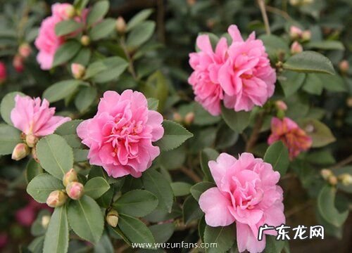 茶梅花施什么肥最好